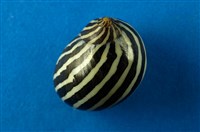 藏品(蜑螺)的圖片